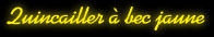 Quicailler � bec jaune